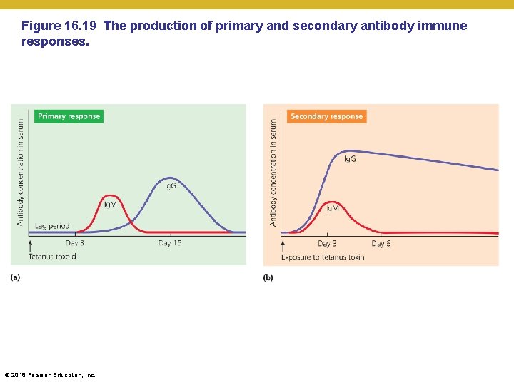 Figure 16. 19 The production of primary and secondary antibody immune responses. © 2018