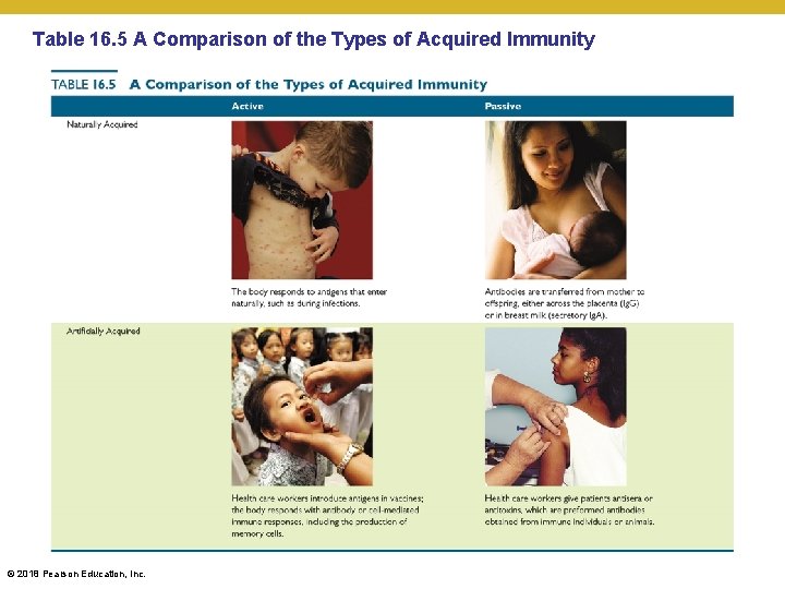Table 16. 5 A Comparison of the Types of Acquired Immunity © 2018 Pearson