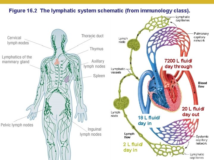 Figure 16. 2 The lymphatic system schematic (from immunology class). 7200 L fluid/ day