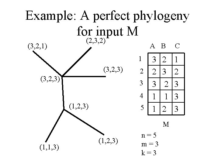 Example: A perfect phylogeny for input M (3, 2, 1) (2, 3, 2) A