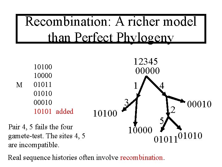 Recombination: A richer model than Perfect Phylogeny M 10100 10000 01011 01010 00010 10101