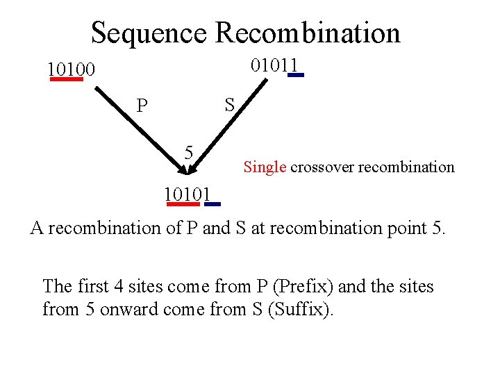 Sequence Recombination 01011 10100 S P 5 Single crossover recombination 10101 A recombination of