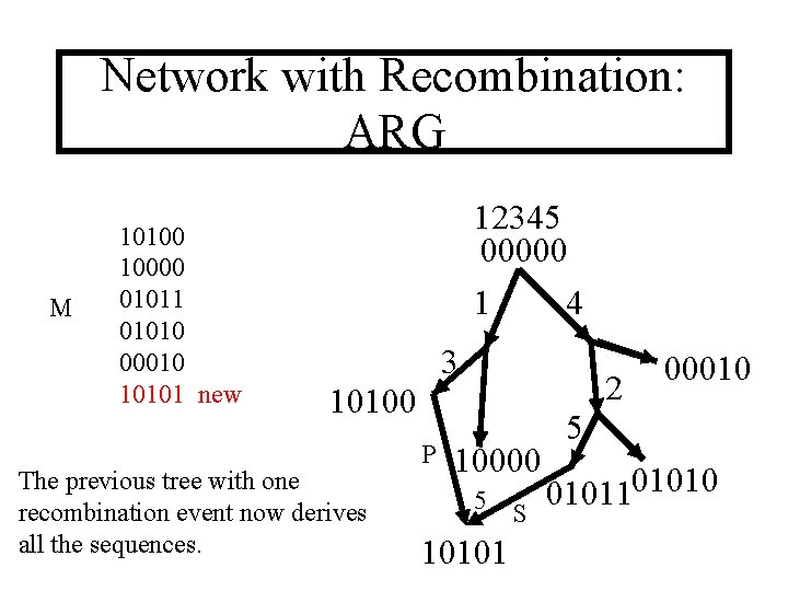 Network with Recombination: ARG M 10100 10000 01011 01010 00010 10101 new 12345 00000
