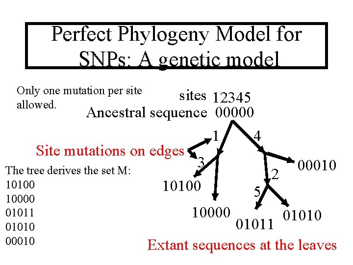 Perfect Phylogeny Model for SNPs: A genetic model Only one mutation per site allowed.