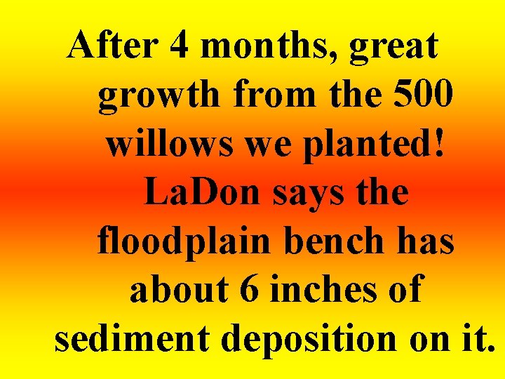 After 4 months, great growth from the 500 willows we planted! La. Don says