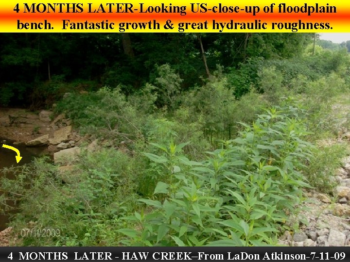 4 MONTHS LATER-Looking US-close-up of floodplain bench. Fantastic growth & great hydraulic roughness. 4