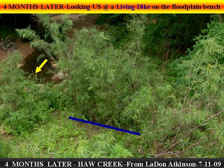 4 MONTHS LATER-Looking US @ a Living Dike on the floodplain bench 4 MONTHS