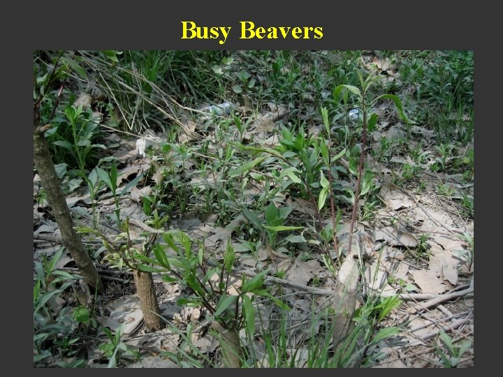 Busy Beavers 