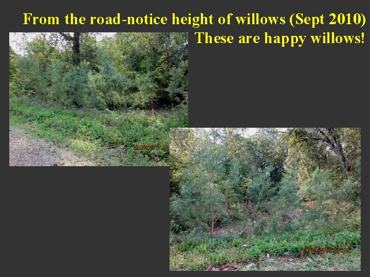 From the road-notice height of willows (Sept 2010) These are happy willows! 
