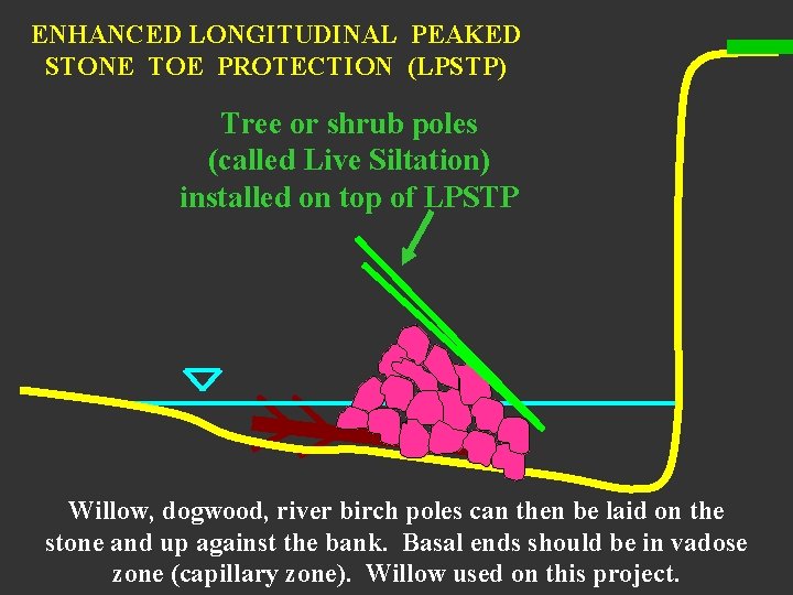 ENHANCED LONGITUDINAL PEAKED STONE TOE PROTECTION (LPSTP) Tree or shrub poles (called Live Siltation)