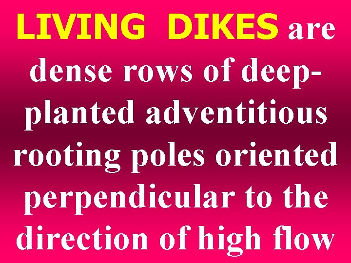 LIVING DIKES are dense rows of deepplanted adventitious rooting poles oriented perpendicular to the