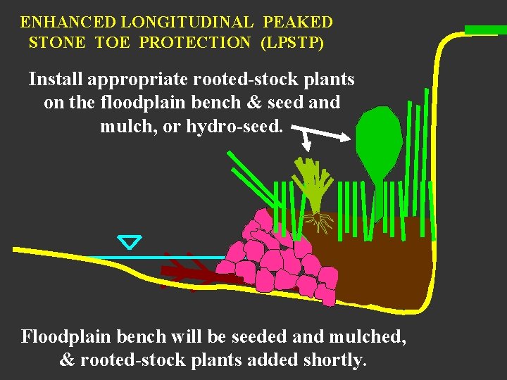 ENHANCED LONGITUDINAL PEAKED STONE TOE PROTECTION (LPSTP) Install appropriate rooted-stock plants on the floodplain
