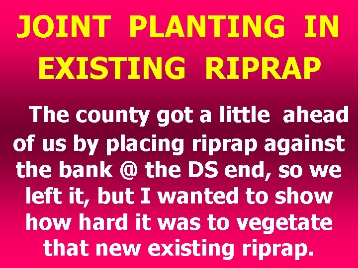JOINT PLANTING IN EXISTING RIPRAP The county got a little ahead of us by