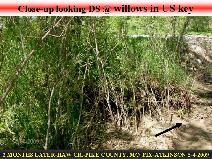 Close-up looking DS @ willows in US key 2 MONTHS LATER-HAW CR. -PIKE COUNTY,