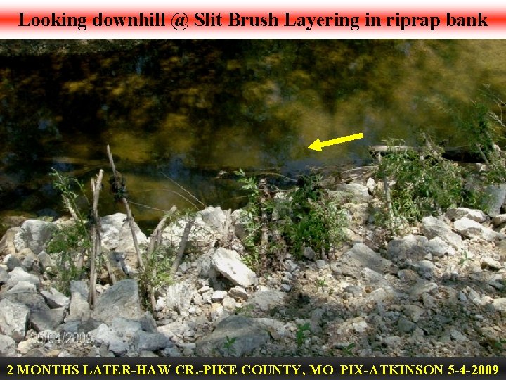 Looking downhill @ Slit Brush Layering in riprap bank 2 MONTHS LATER-HAW CR. -PIKE