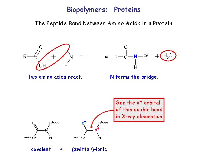 Biopolymers: Proteins The Peptide Bond between Amino Acids in a Protein N Two amino