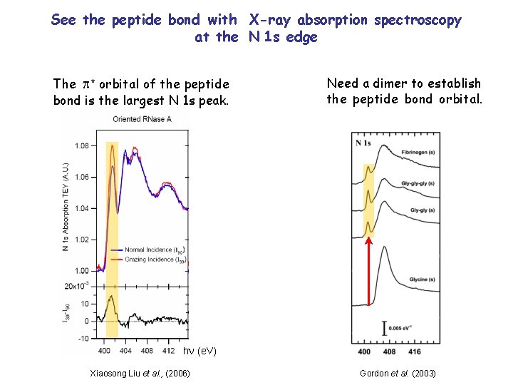 See the peptide bond with X-ray absorption spectroscopy at the N 1 s edge