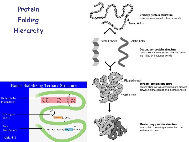 Protein Folding Hierarchy 