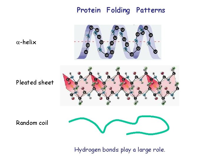 Protein Folding Patterns -helix Pleated sheet Random coil Hydrogen bonds play a large role.