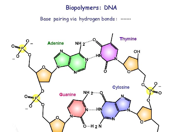 Biopolymers: DNA Base pairing via hydrogen bonds : Adenine Thymine Cytosine Guanine 