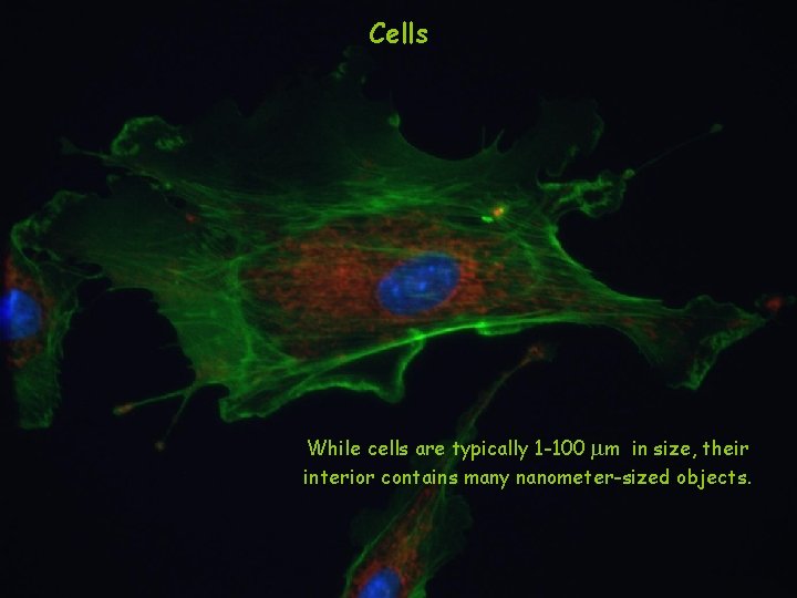 Cells While cells are typically 1 -100 m in size, their interior contains many