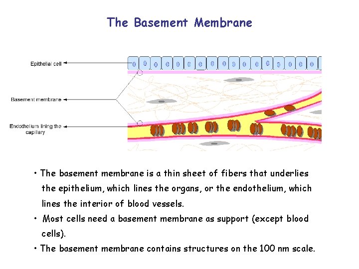 The Basement Membrane • The basement membrane is a thin sheet of fibers that