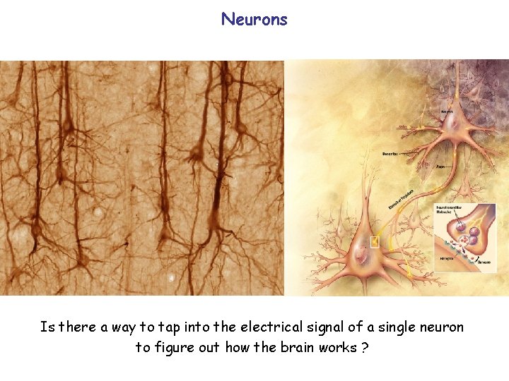 Neurons Is there a way to tap into the electrical signal of a single