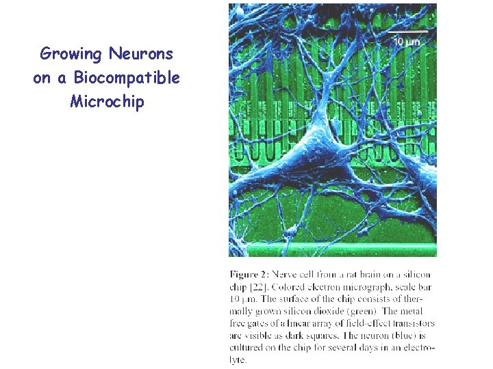 Growing Neurons on a Biocompatible Microchip 