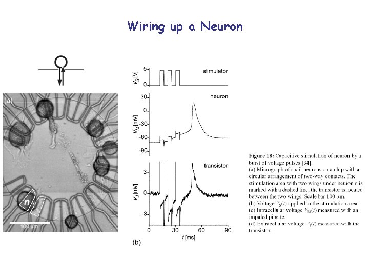 Wiring up a Neuron 