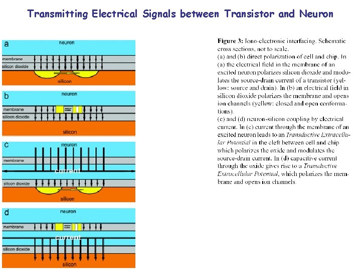 Transmitting Electrical Signals between Transistor and Neuron 