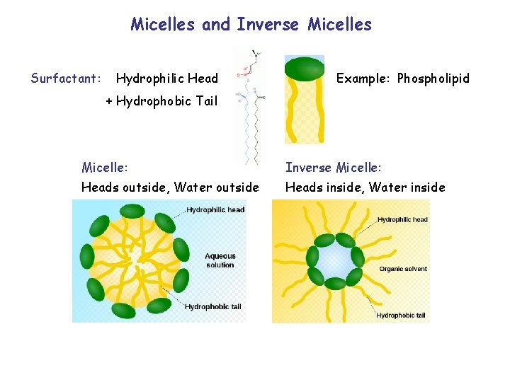 Micelles and Inverse Micelles Surfactant: Hydrophilic Head Example: Phospholipid + Hydrophobic Tail Micelle: Inverse