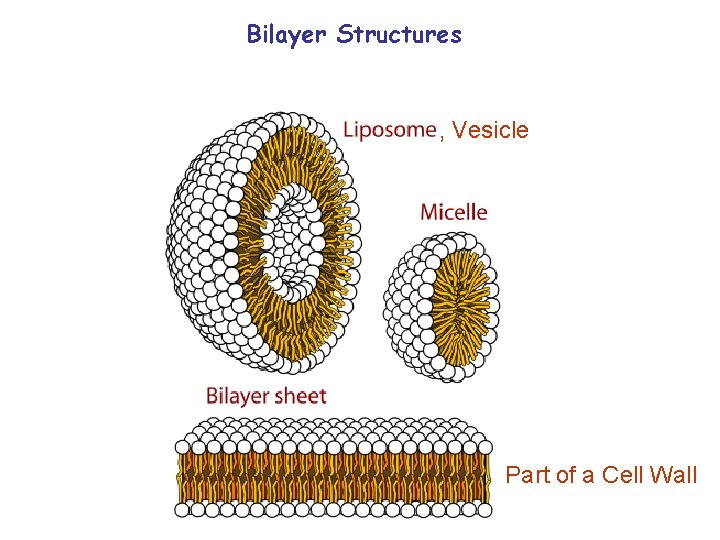 Bilayer Structures , Vesicle Part of a Cell Wall 