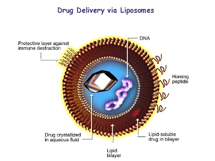 Drug Delivery via Liposomes 