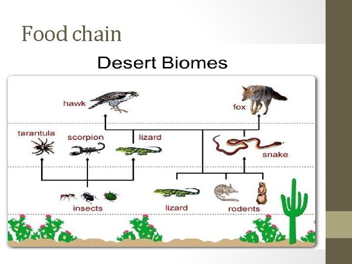 Food chain • 