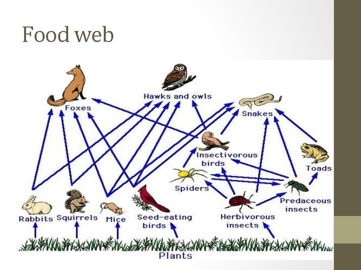 Food web 