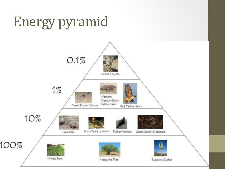 Energy pyramid 