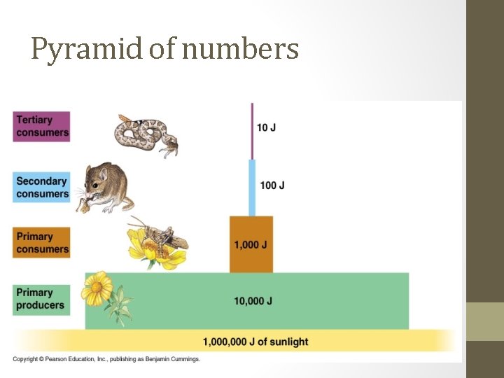 Pyramid of numbers 