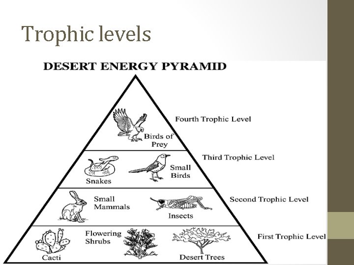 Trophic levels 