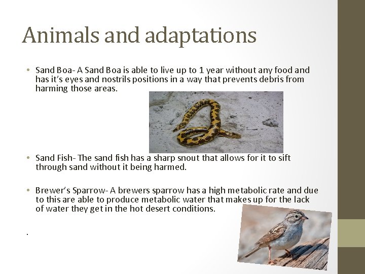 Animals and adaptations • Sand Boa- A Sand Boa is able to live up