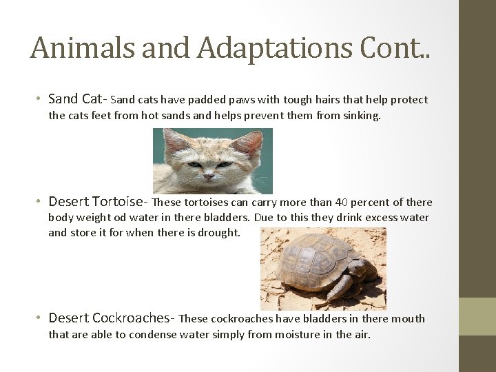 Animals and Adaptations Cont. . • Sand Cat- Sand cats have padded paws with