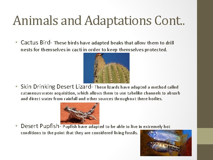 Animals and Adaptations Cont. . • Cactus Bird- These birds have adapted beaks that