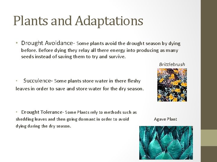 Plants and Adaptations • Drought Avoidance- Some plants avoid the drought season by dying