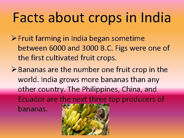 Facts about crops in India Ø Fruit farming in India began sometime between 6000