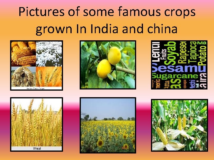 Pictures of some famous crops grown In India and china 