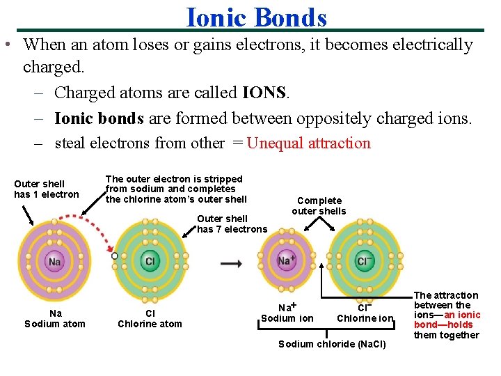 Ionic Bonds • When an atom loses or gains electrons, it becomes electrically charged.