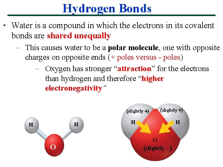 Hydrogen Bonds • Water is a compound in which the electrons in its covalent