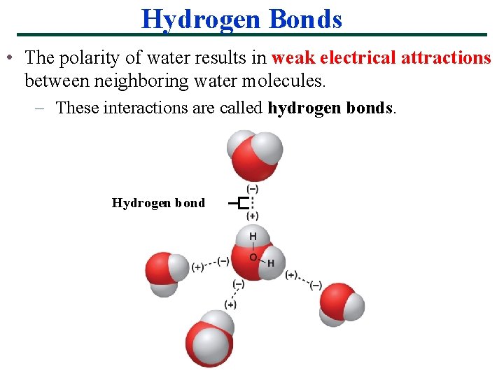 Hydrogen Bonds • The polarity of water results in weak electrical attractions between neighboring