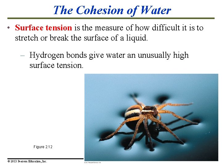 The Cohesion of Water • Surface tension is the measure of how difficult it