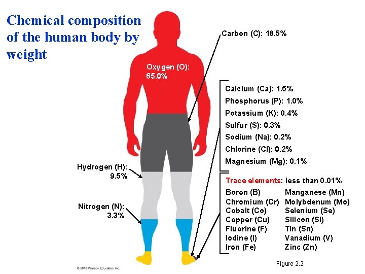 Chemical composition of the human body by weight Carbon (C): 18. 5% Oxygen (O):