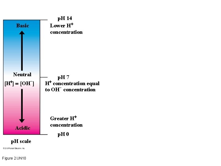 p. H 14 Lower H concentration Basic Neutral − [H ] [OH ] Acidic